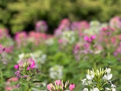 -花开海上生态园