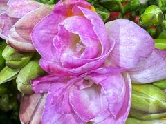 -循礼门鲜花花市(武汉循礼门店)