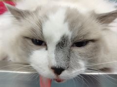 -艾贝尔宠物医院·24H转诊中心·肿瘤猫专科(江宁双龙店)