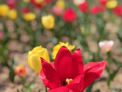 -郑州中国绿化博览园