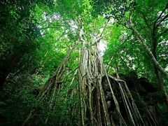 -中国科学院西双版纳热带植物园