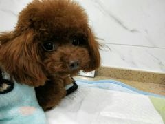 -伟伟宠物医院·CT影像中心·瑞派犬猫综合性门诊(汉口总院)