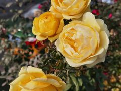 -北京植物园-展览温室