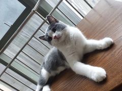 -猫爪屋猫咖(乐汇城店)