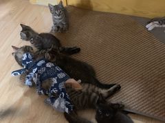 -美联众合动物医院(·中兽医·疑难杂症·严家桥分院)