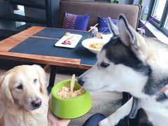 -百好乐宠物友好餐厅(朝外大街店)