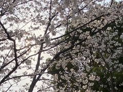 -高东镇樱花园