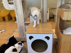 -有喵·猫咖·狗咖·30几只猫10只小狗(岗厦店)