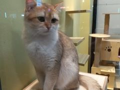 -东方名猫馆·英短金渐层布偶猫舍(环线广场1号楼店)