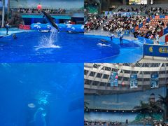-海合安成都极地海洋公园