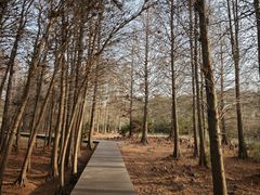 -溱湖国家湿地公园