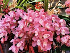 -溪岸路花鸟市场