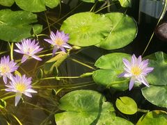 -国家植物园南园