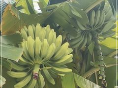 -云溪植物园