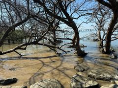 -宝安西湾红树林湿地公园