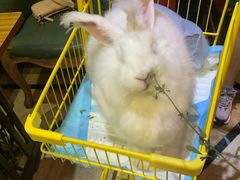 -猫色咖啡·猫咖