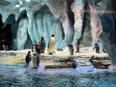 -帝企鹅自助餐厅•儿童岛•真企鹅(长隆企鹅酒店)