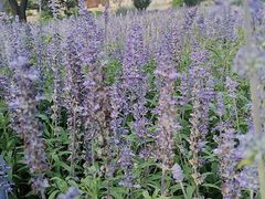 -静之湖湖畔餐厅