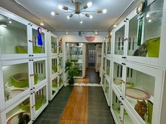 -青奢宠物·青奢猫舍