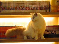 -滚猫咖啡·猫咖·猫友好撸猫(未来城店)