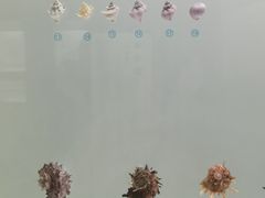 -青岛贝壳博物馆