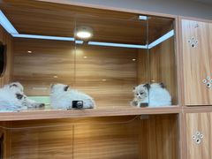 -猫十亿·布偶金渐层·曼基康矮脚猫舍(青年路店)