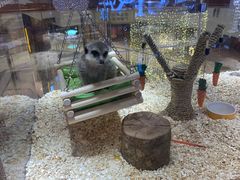 -百分茶(九洲新世界店)