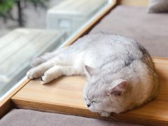-猫和宫(六道口店)