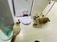 -喵的天空名猫咖啡馆·撸猫·猫舍·用品