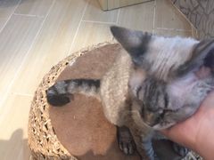 -momokira米努特·德文卷毛猫·棉花面纱犬