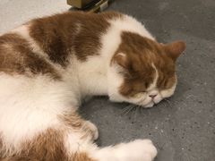 -飞行喵MR PILOT|猫舍·猫咖(静安大融城店)