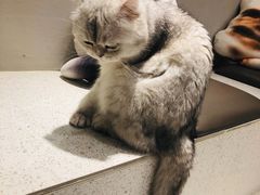 -飞行喵MR PILOT|猫舍·猫咖(静安大融城店)
