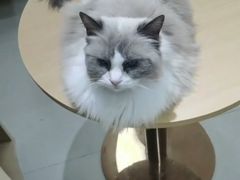 -鼓捣猫呢主题猫咖店