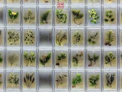 -广东中医药博物馆