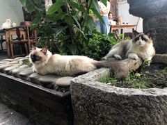 -喵屿·大理花园猫咖