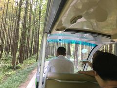 -黄海国家森林公园