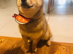 -柴务处·柴犬主题狗咖