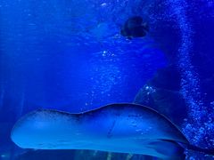 -太平洋海底世界