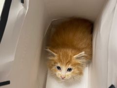 -关爱动物医院·心脏·中兽医·异宠(金牛路分院)