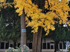 -苏州文庙(姑苏区)