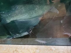 -大河宴·椒麻鱼火锅(克拉玛依西路头宫店)