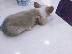 -宠颐生宠物医院·综合诊疗(先锋分院)