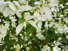 -长白岛森林公园