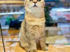 -鼎级派宠物(中南店)