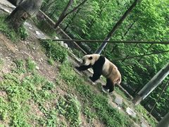 -都江堰中华大熊猫苑