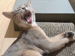 -欣宠猫屋·矮脚拿破仑·蓝金金渐层