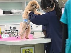 -北京观赏动物医院·24小时大型综合·猫专科·异宠专科