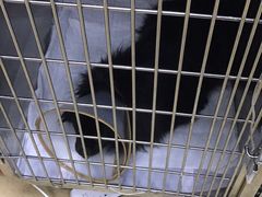 -爱侣宠医·鹦鹉专科·小型哺乳类·异宠专科(灵石路店)