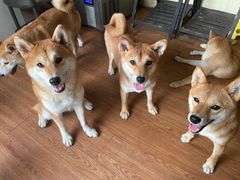 -柴犬高等学院·狗咖·柴犬售卖·宠物训练