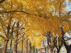 -三里屯东五街银杏大道